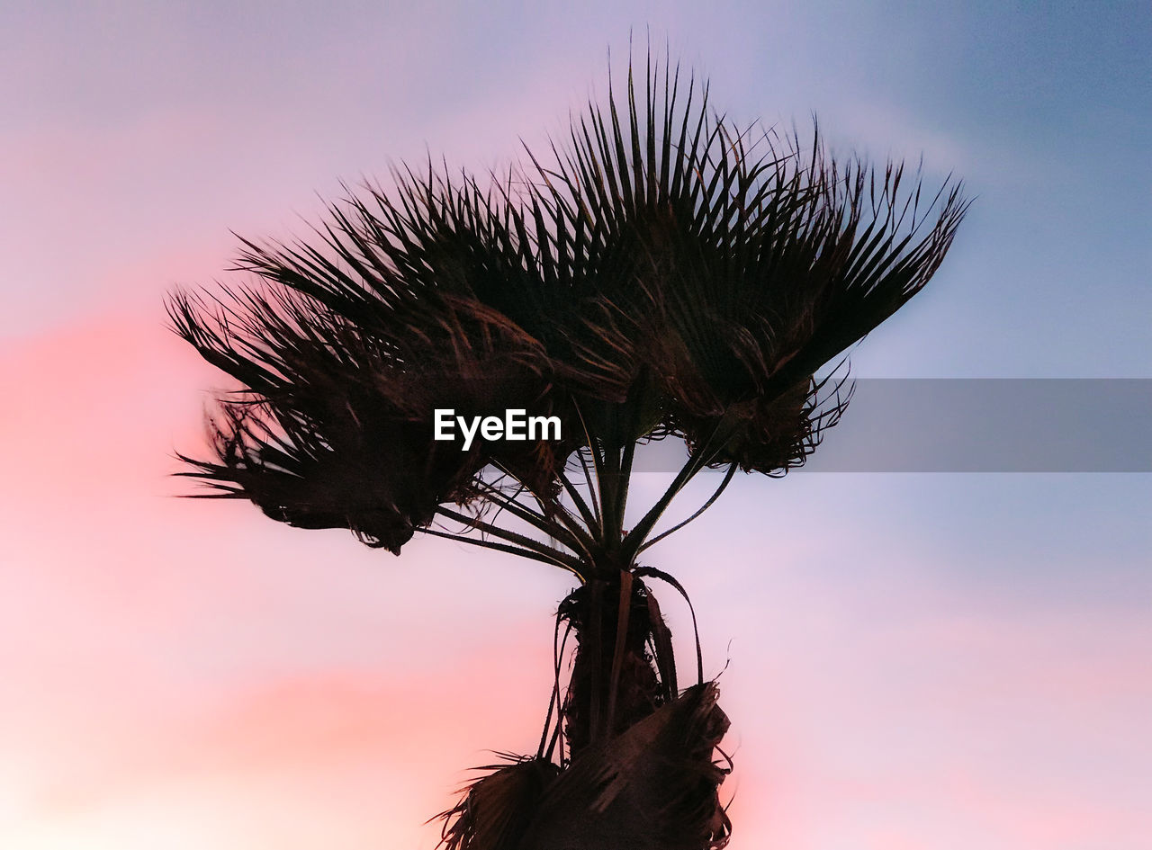 Low angle view of palm tree against sky