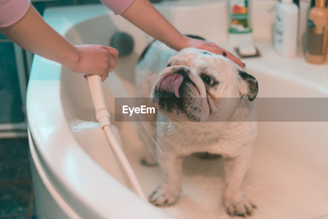 CLOSE-UP OF HAND HOLDING DOG WITH WATER