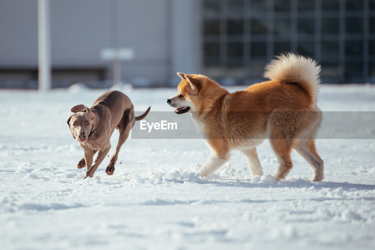 Dogs playing on snow covered land