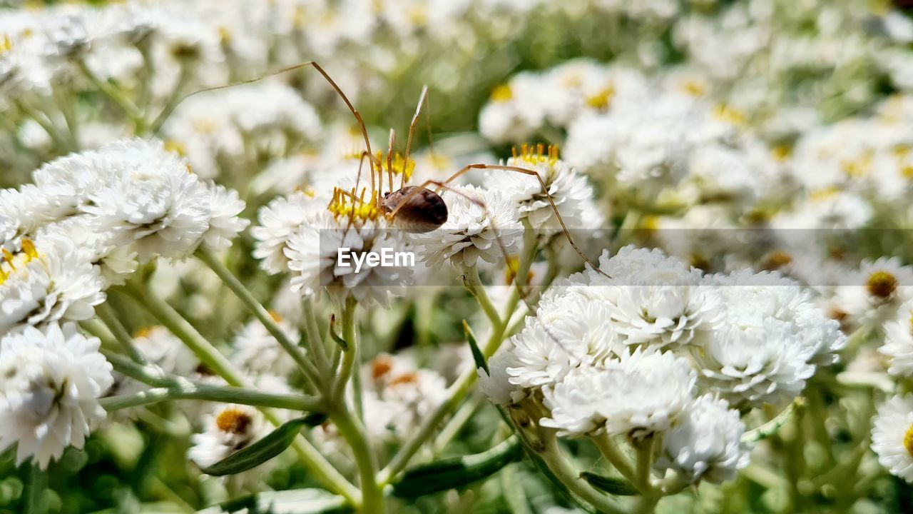 CLOSE-UP OF HONEY BEE POLLINATING ON WHITE FLOWER