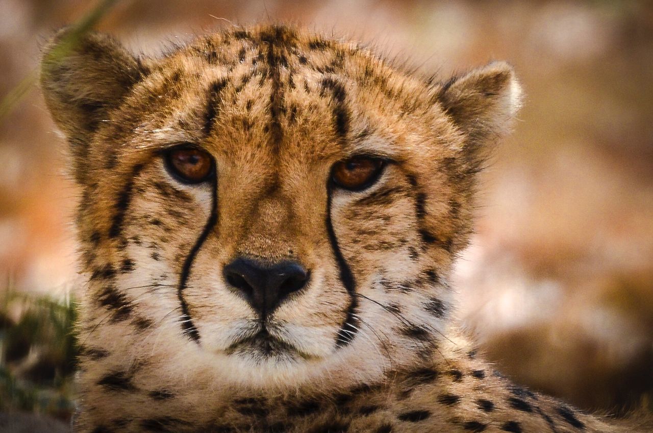Close-up portrait of a cheetah 