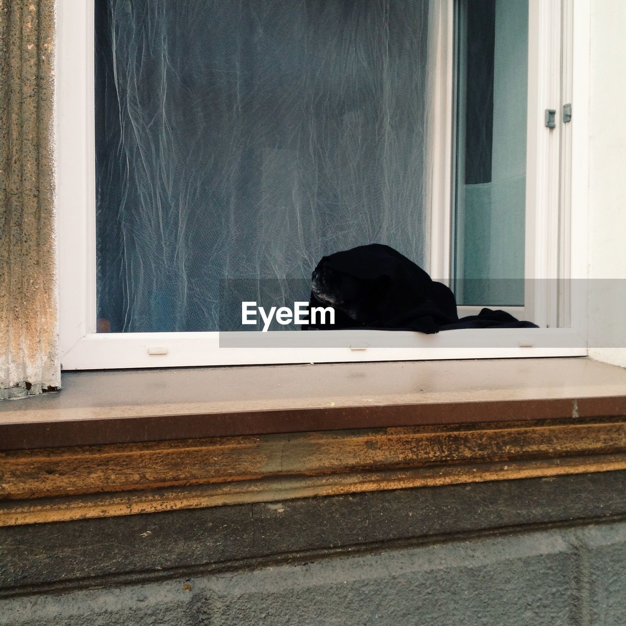 BLACK DOG LOOKING THROUGH WINDOW