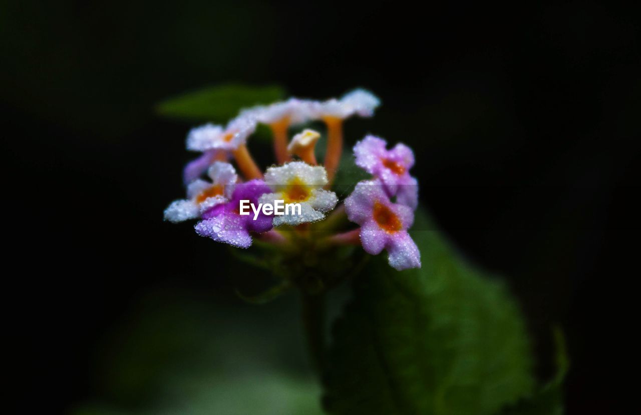 CLOSE-UP OF PINK FLOWERS