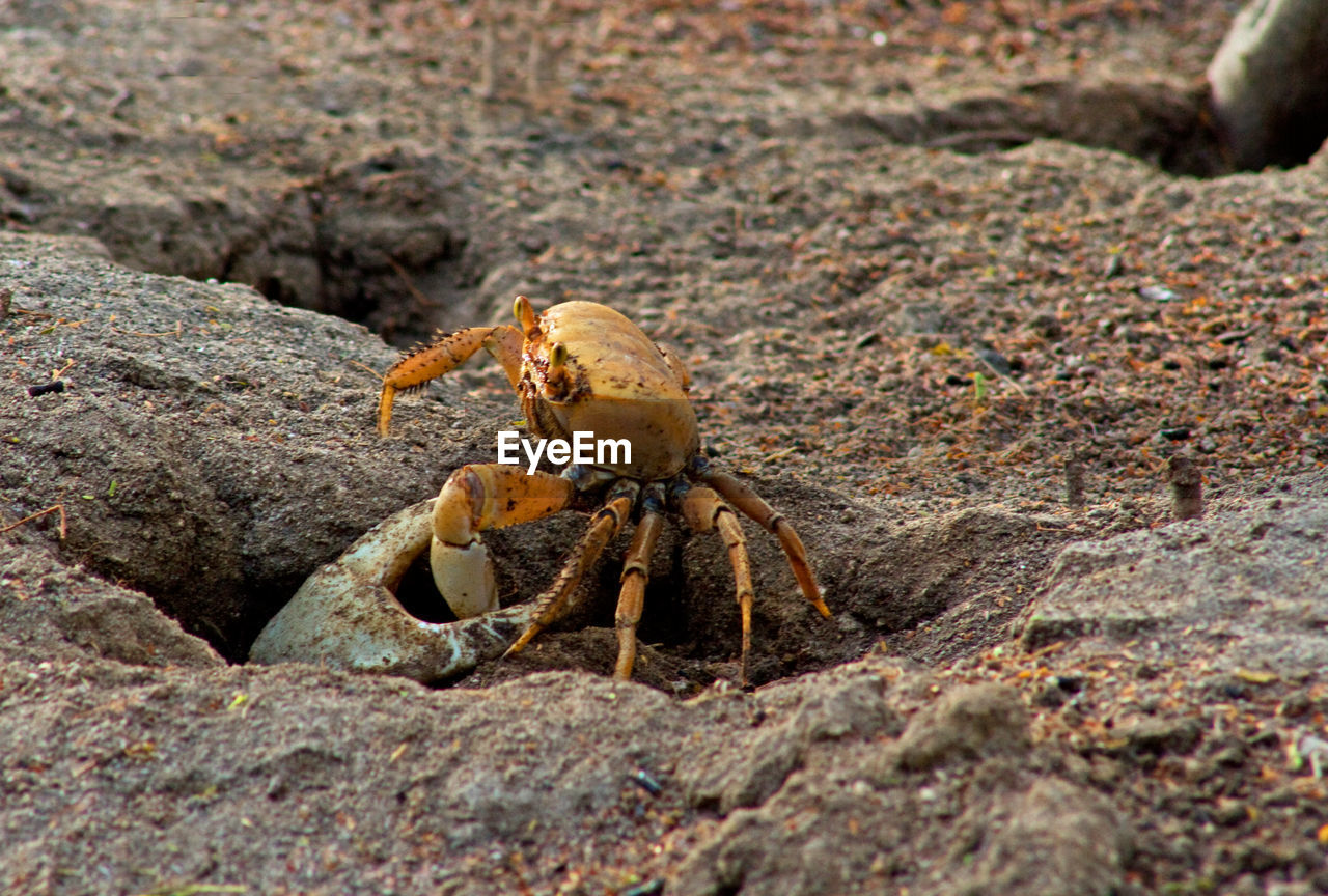 Close-up of large crab catching small crab on rock