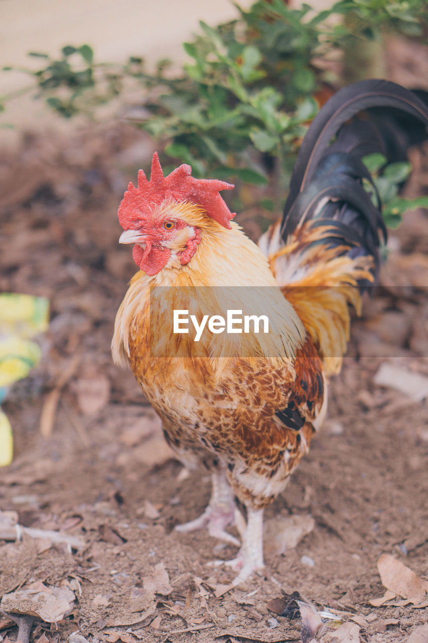 ROOSTER IN A FIELD