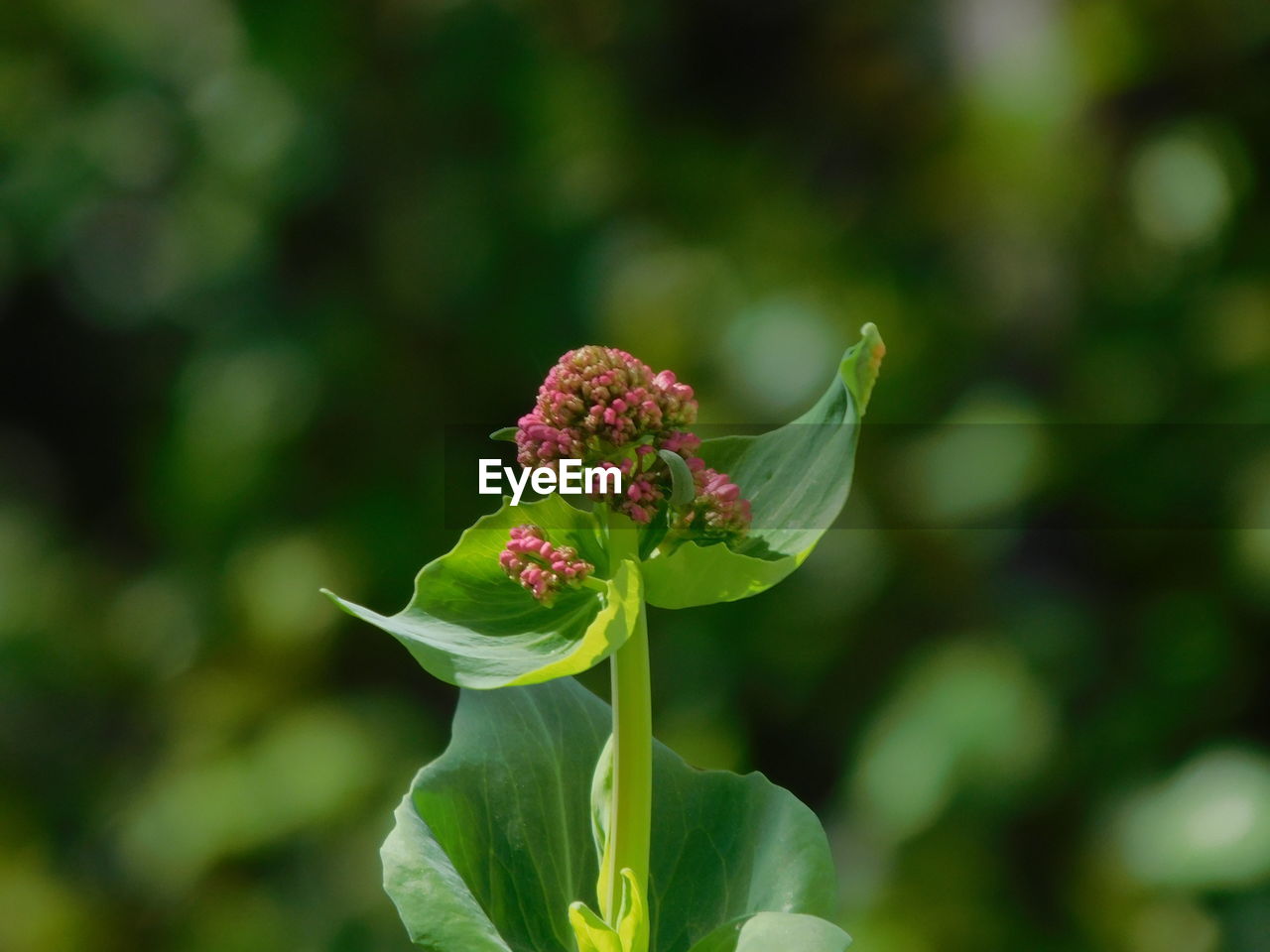 CLOSE-UP OF RED FLOWER BUDS