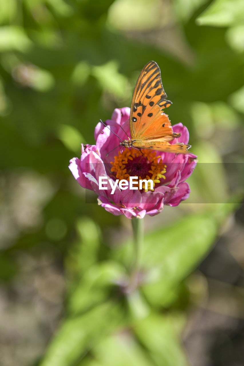 CLOSE-UP OF BUTTERFLY ON PURPLE FLOWER