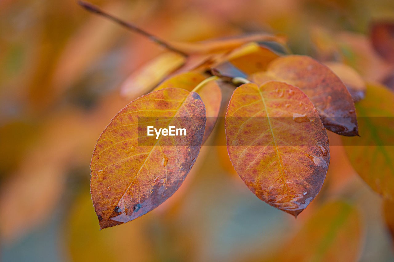 Close-up of autumn leaves against blurred background