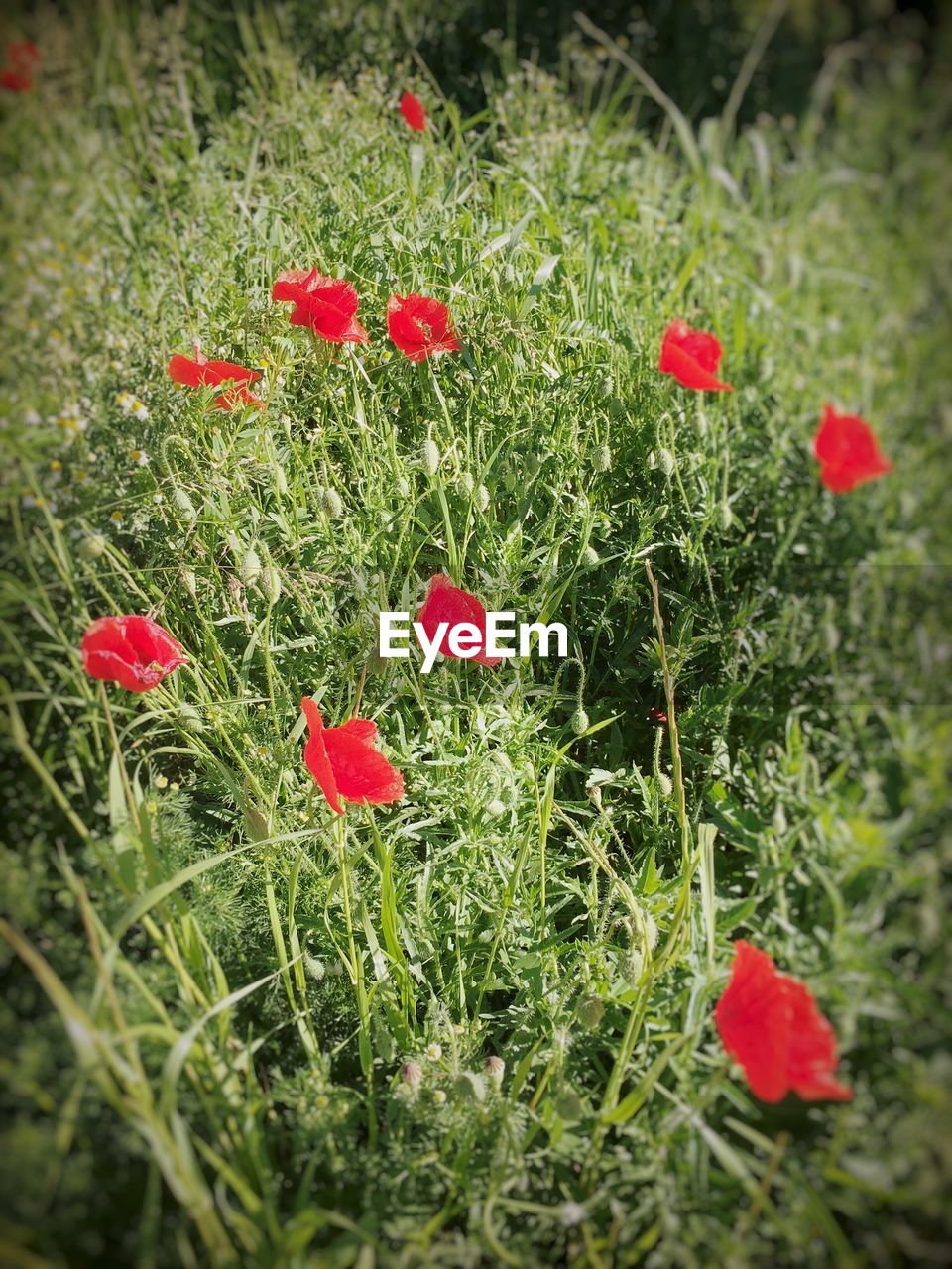 CLOSE-UP OF POPPY FLOWERS BLOOMING ON FIELD