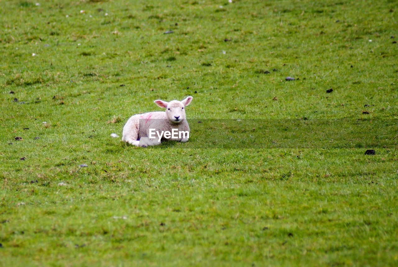 PORTRAIT OF A SHEEP ON THE GROUND