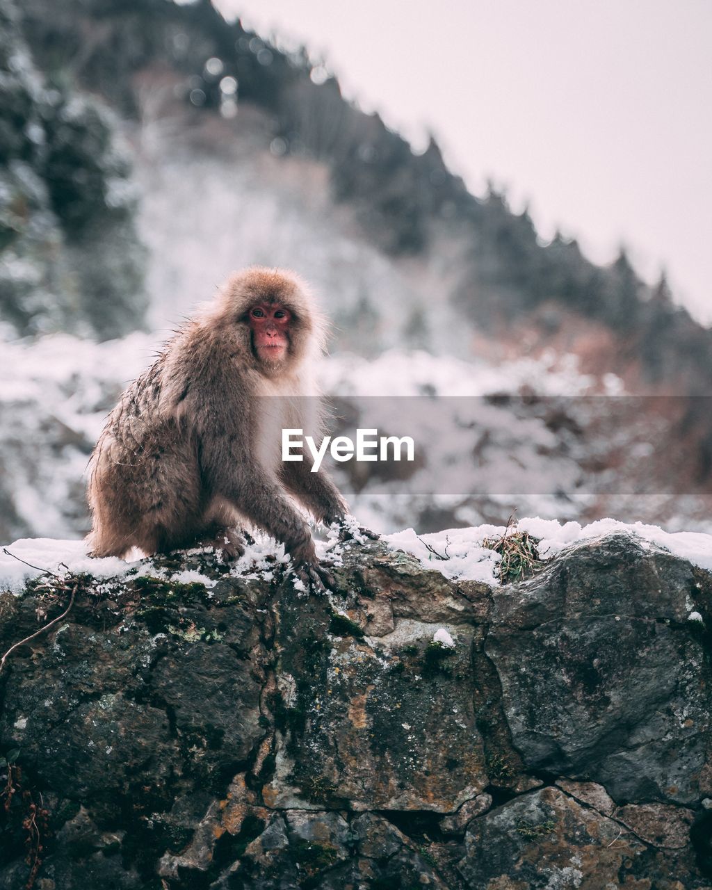 Monkey sitting on mountain during winter