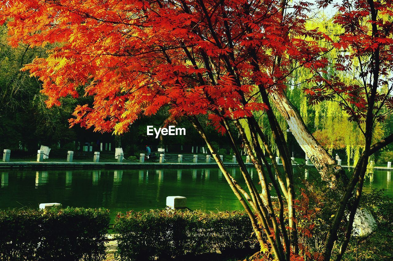 Trees by lake during autumn