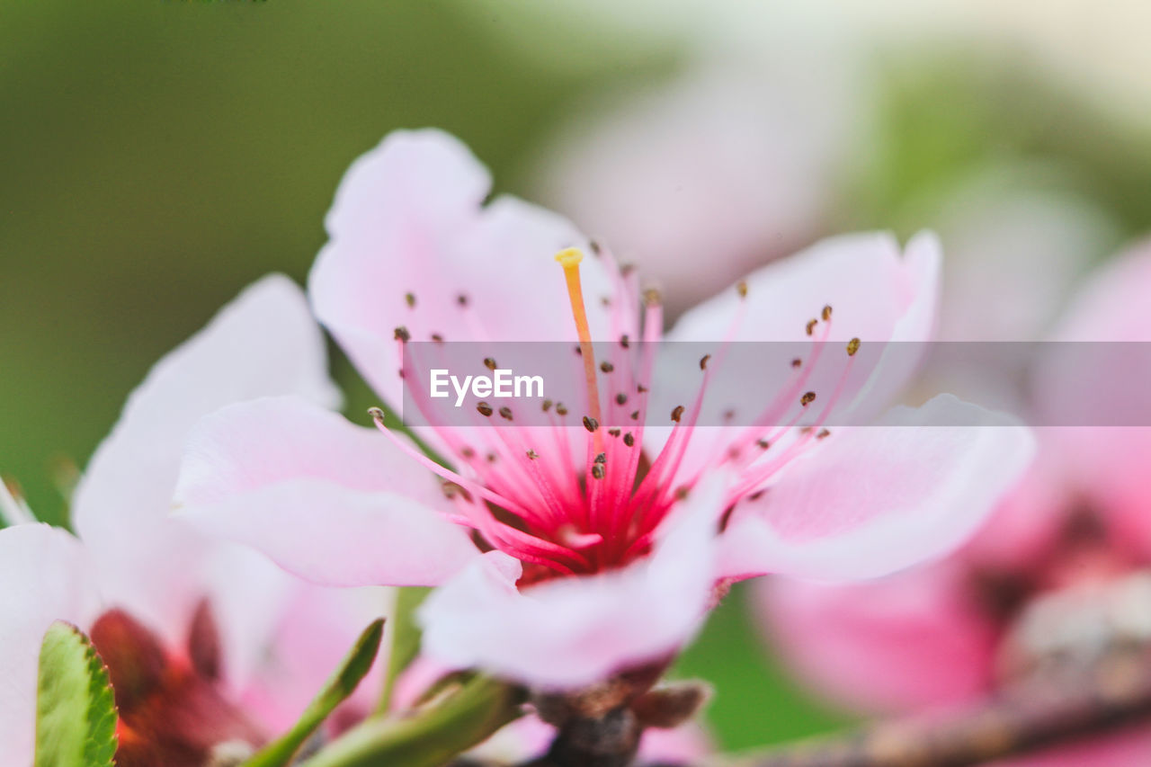 Close-up of pink flower blooming outdoors