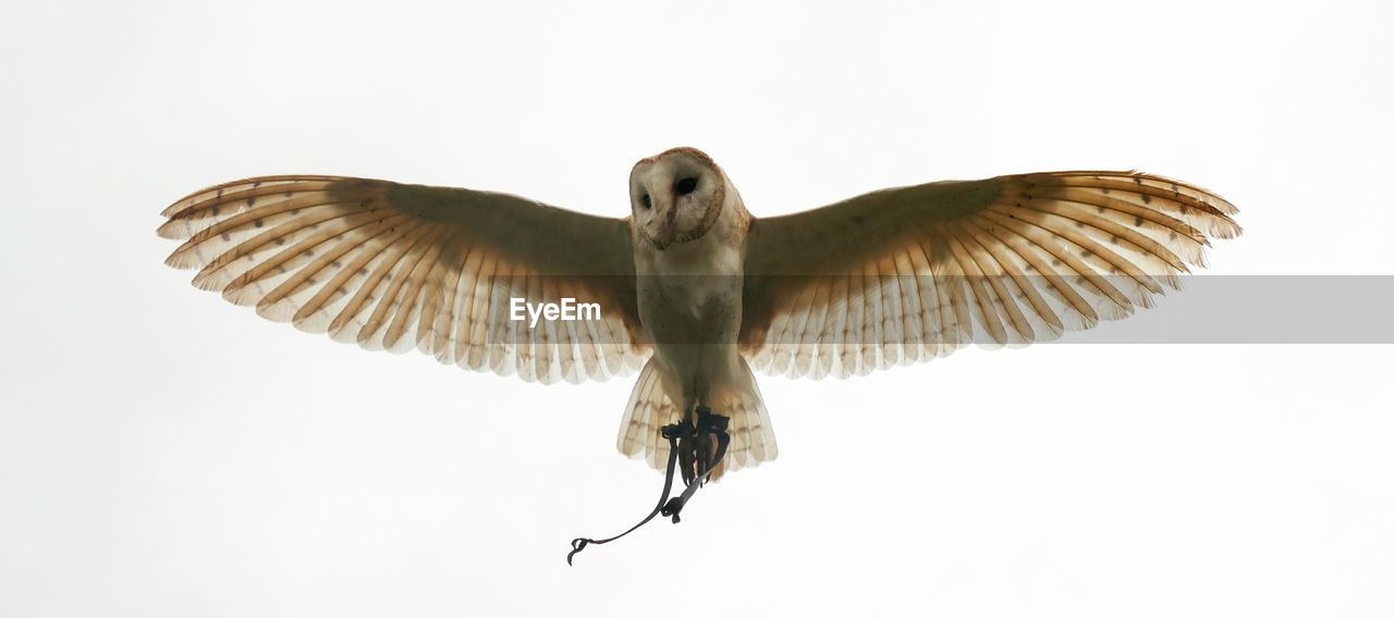 LOW ANGLE VIEW OF BIRD FLYING AGAINST SKY