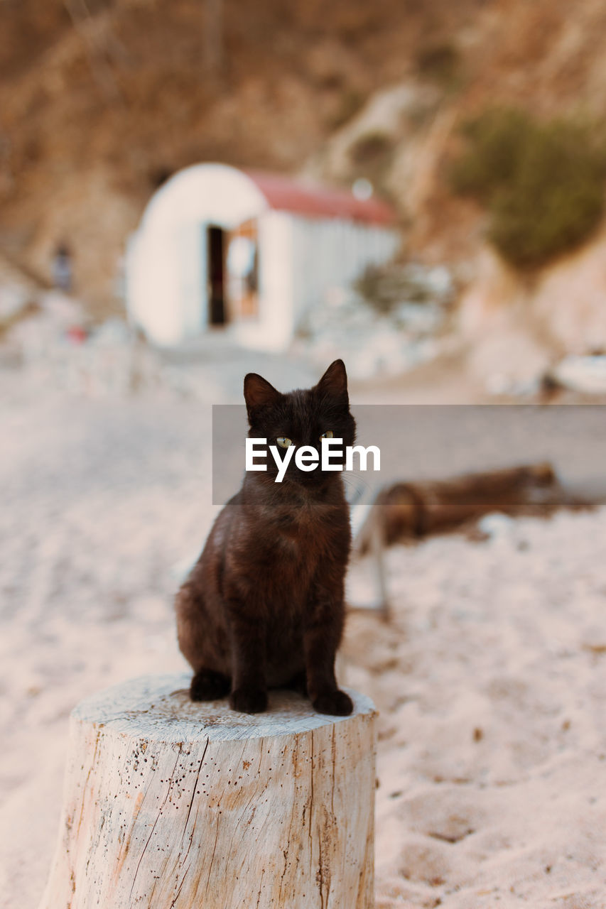 Portrait of black cat sitting on wood