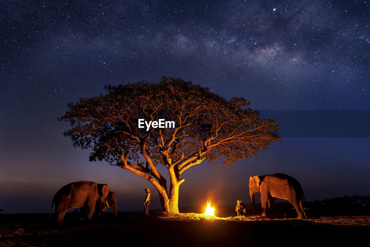 Elephants and people by campfire against star field at night