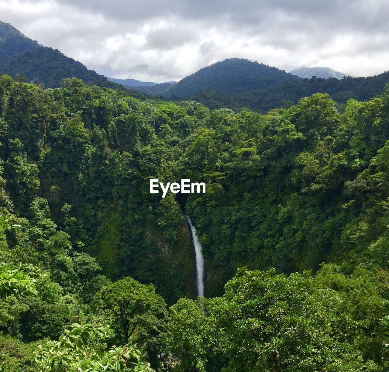 Scenic view of forest against sky