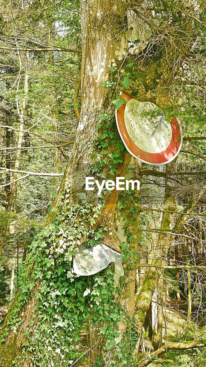 Close-up of tree trunk in forest