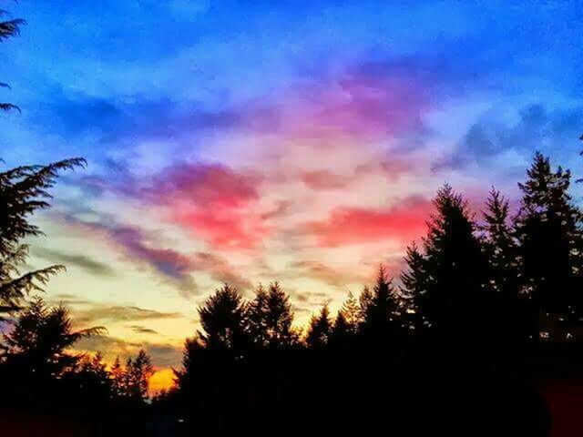 SILHOUETTE OF TREES AT SUNSET