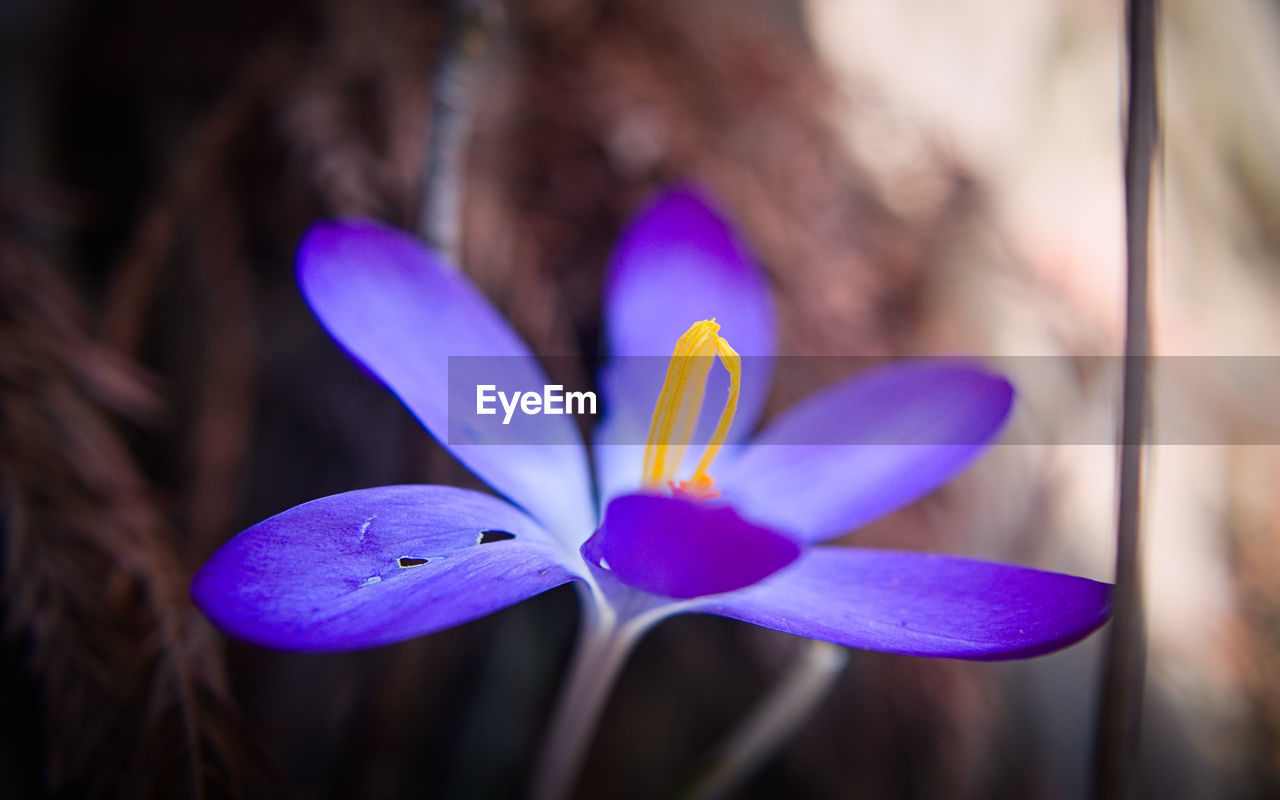 Close-up of purple crocus