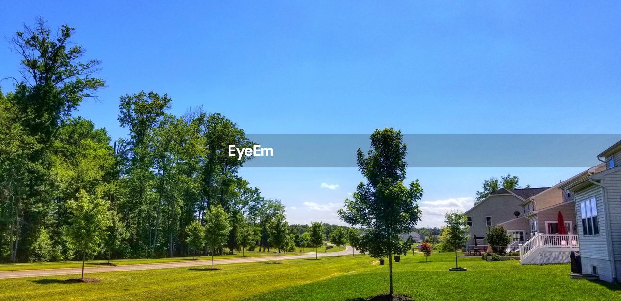 TREES GROWING ON FIELD AGAINST SKY