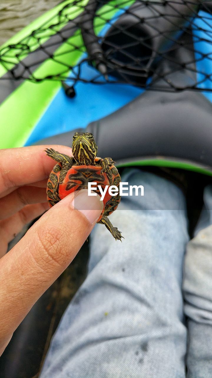 CLOSE-UP OF A HAND HOLDING INSECT ON TREE