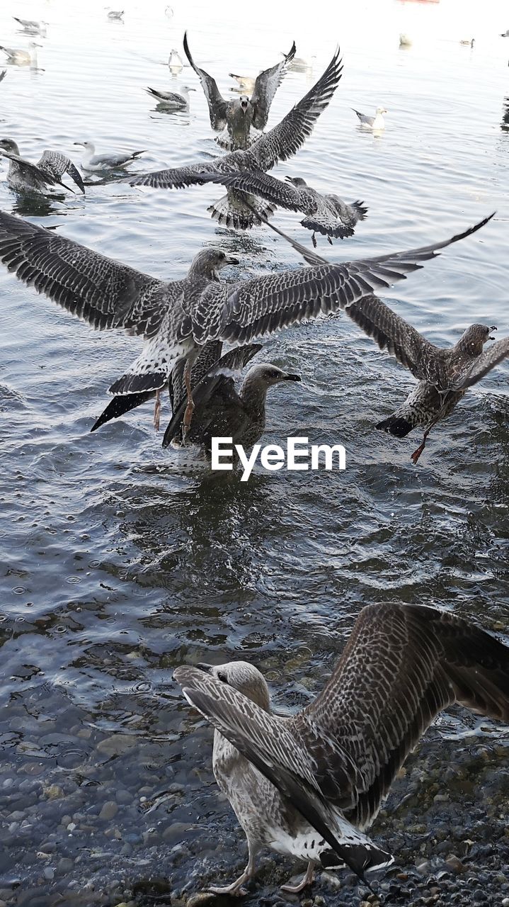 HIGH ANGLE VIEW OF BIRD FLYING IN LAKE