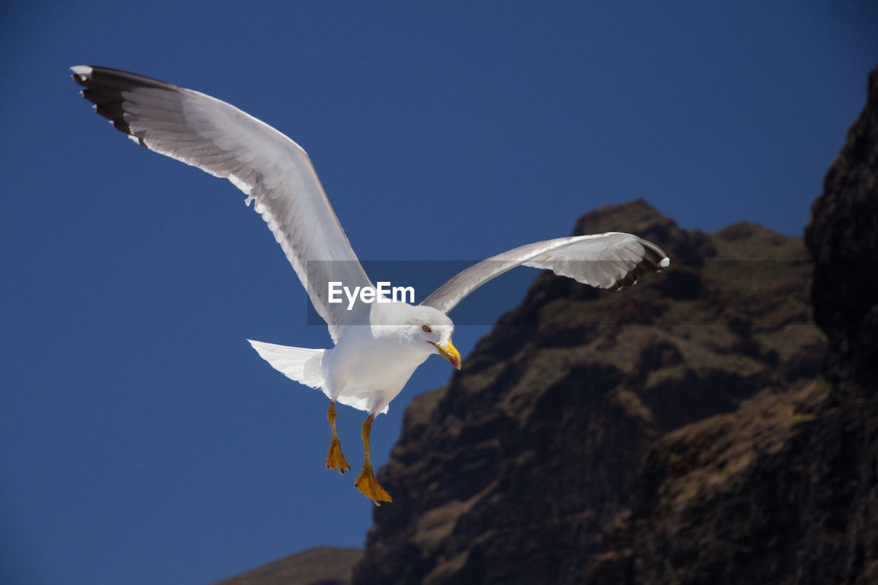 LOW ANGLE VIEW OF SEAGULL FLYING AGAINST BLUE SKY