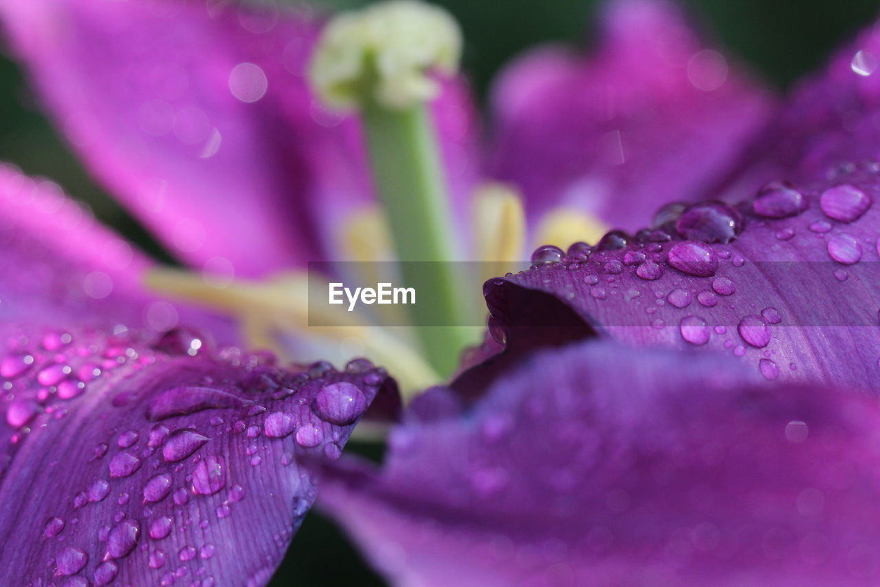 Close-up of water drops on purple tulip