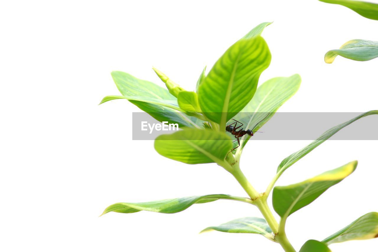 CLOSE-UP OF CATERPILLAR ON PLANT
