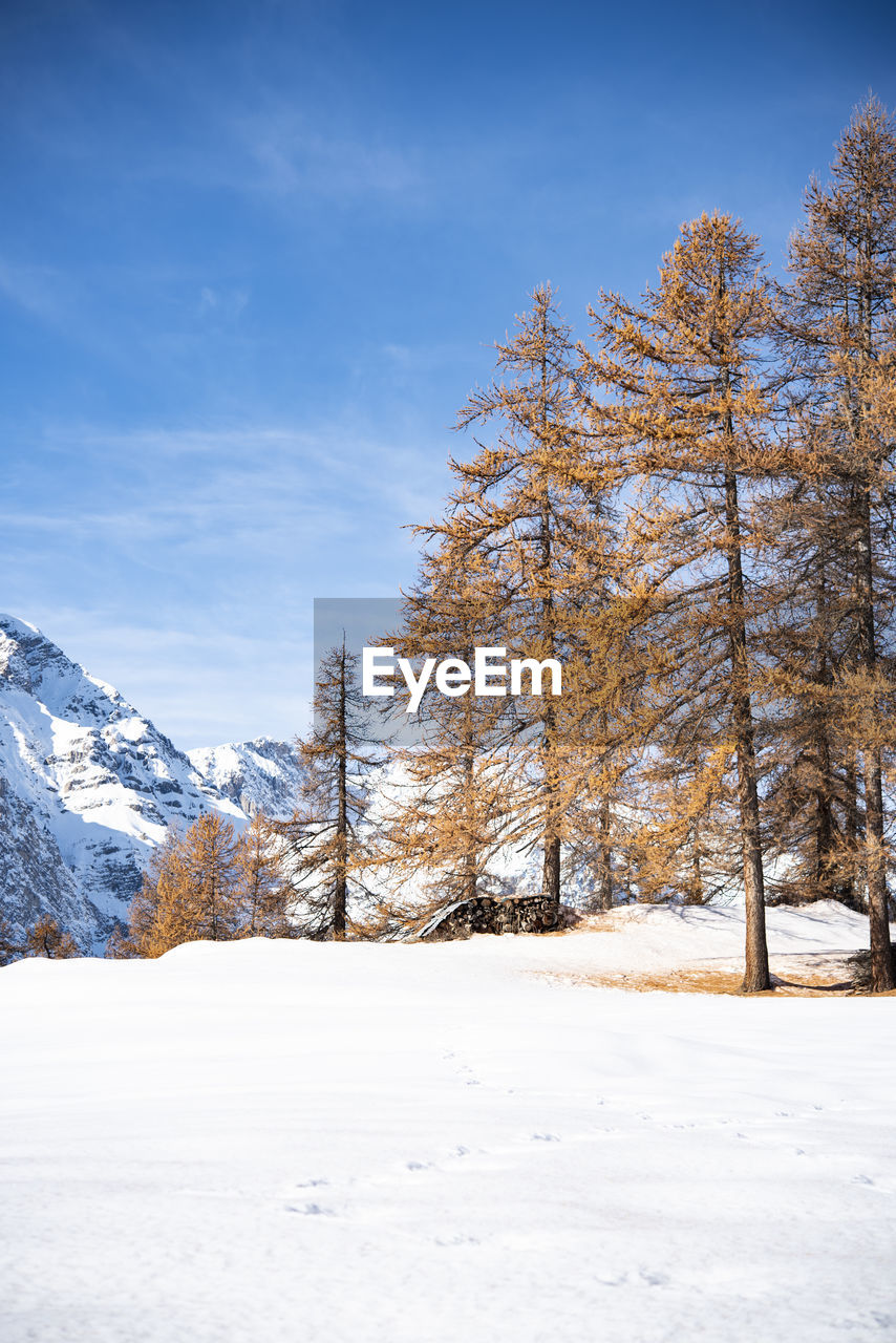 Snow covered land and trees against sky