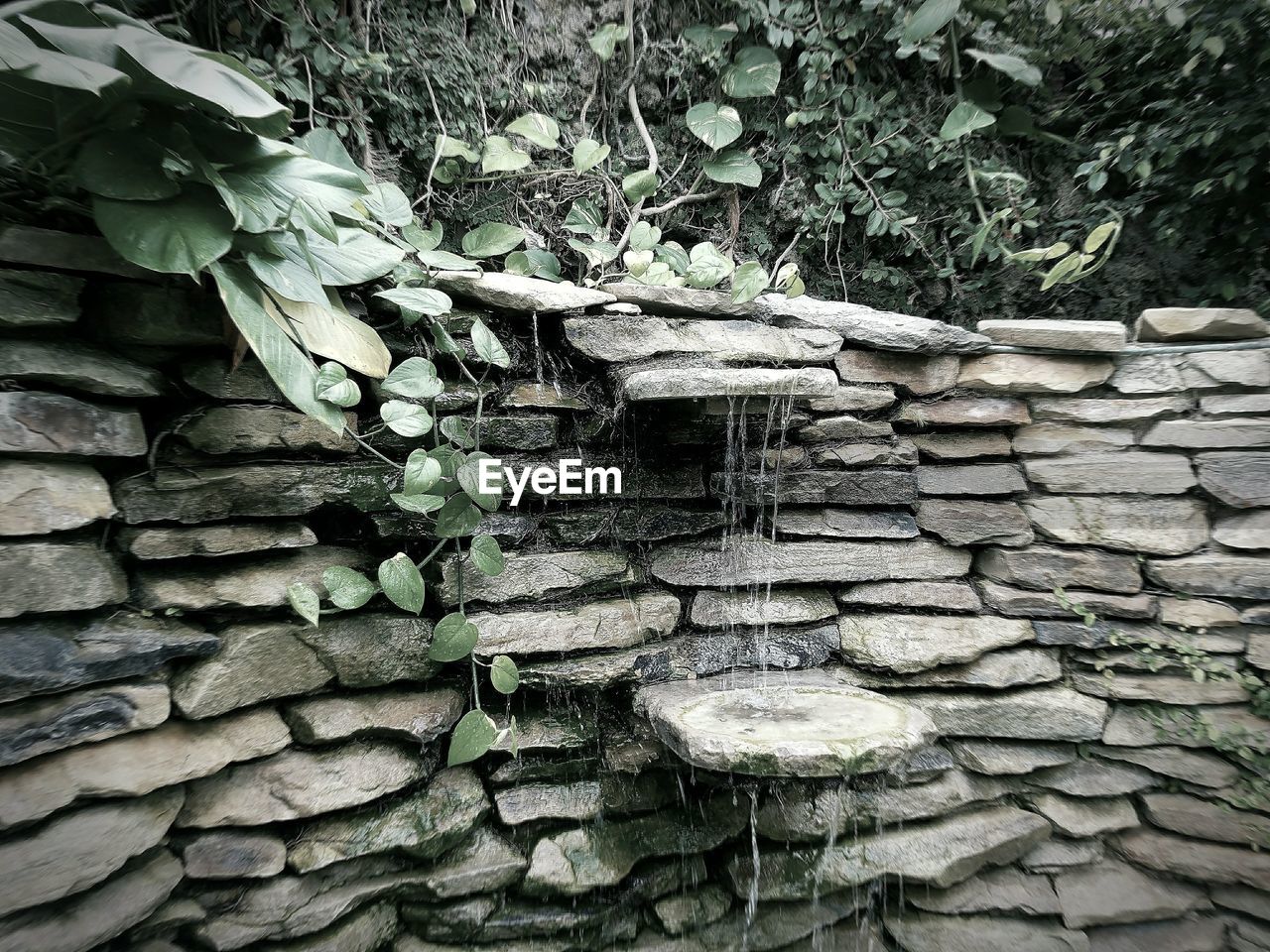 CLOSE-UP OF IVY ON TREE AGAINST STONE WALL