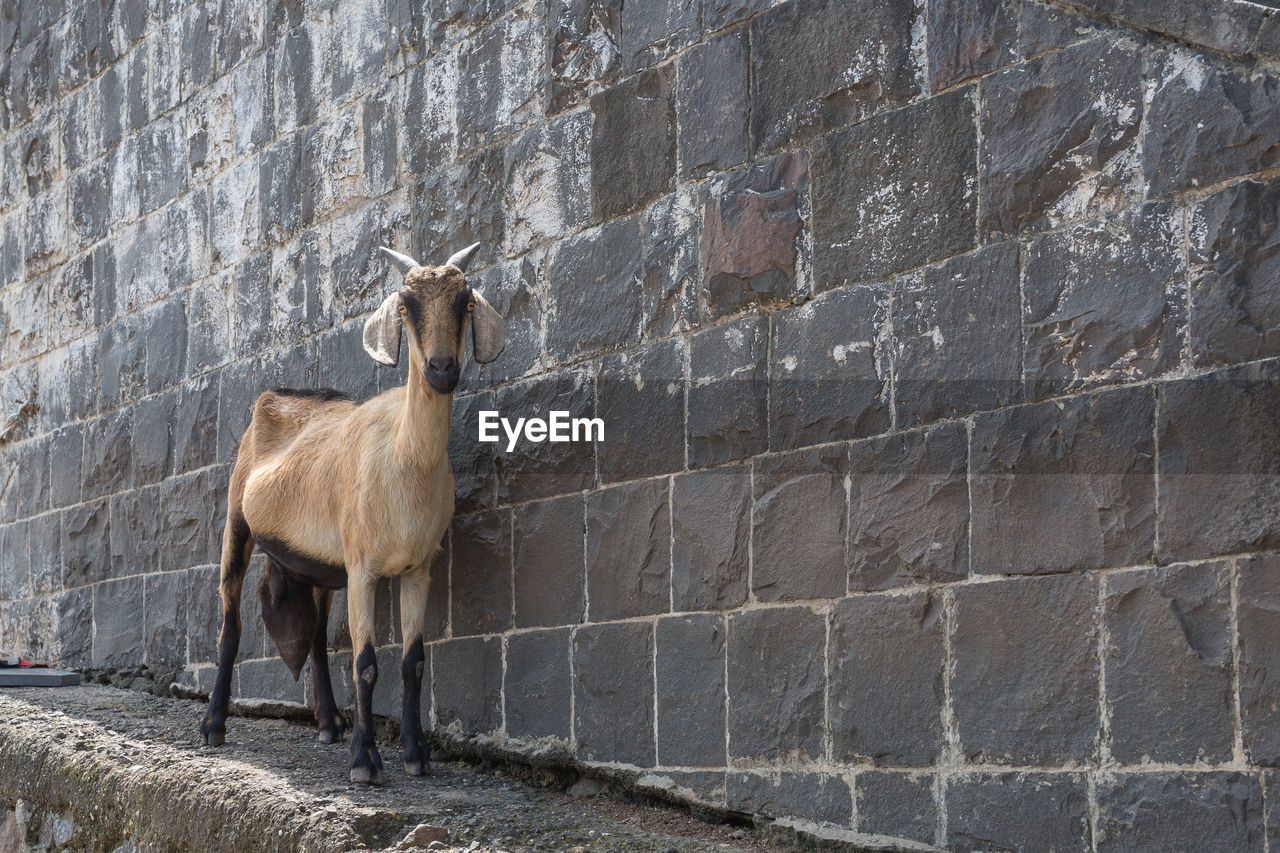 VIEW OF A HORSE