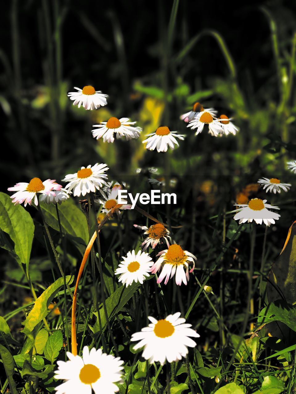 Close-up of white flowers blooming outdoors