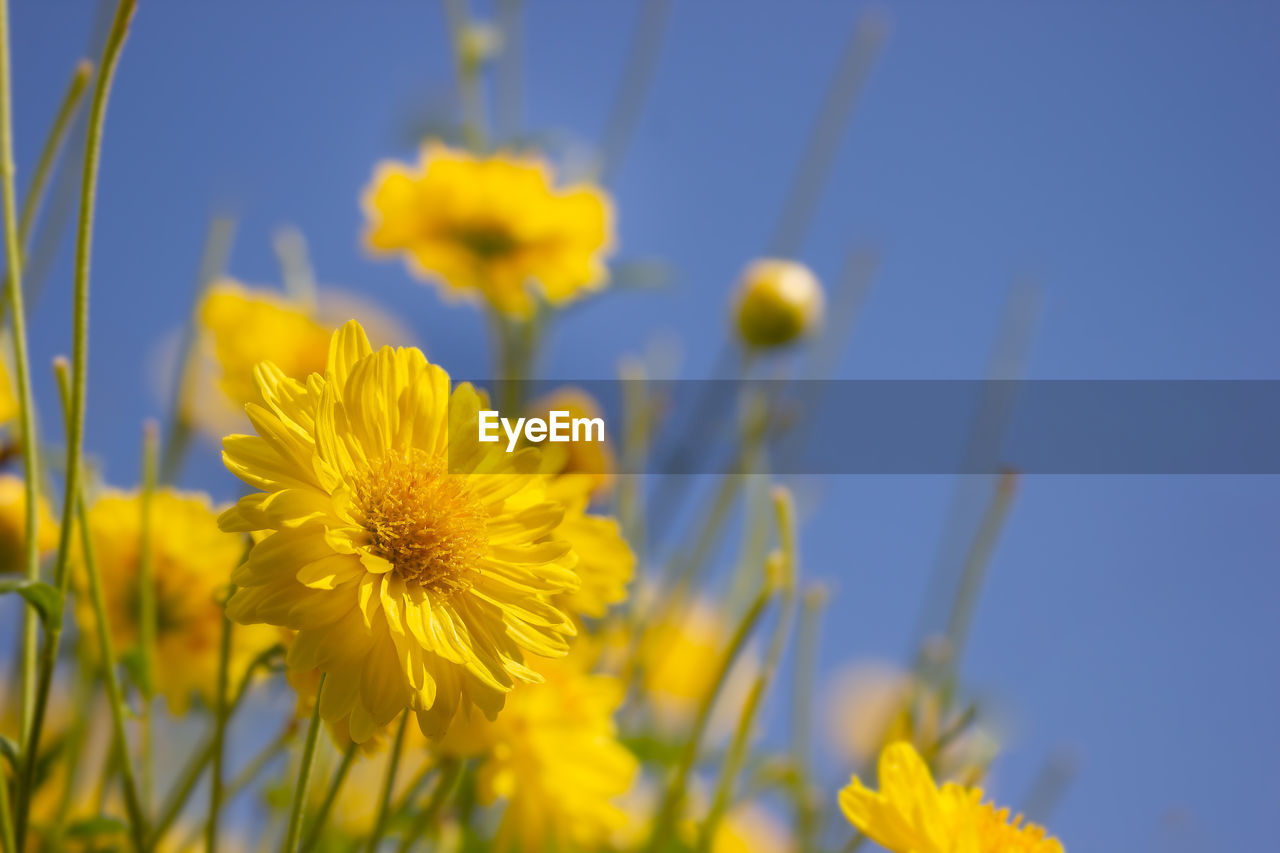 CLOSE-UP OF YELLOW FLOWERING PLANTS