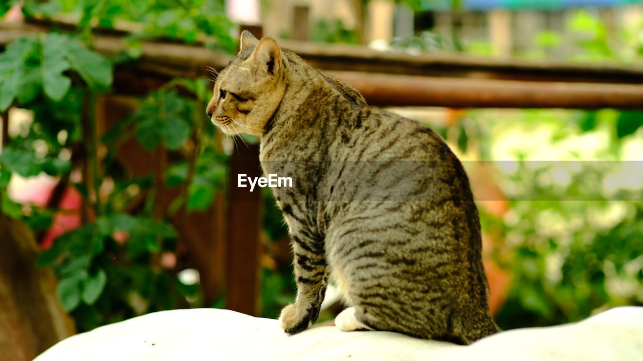 CLOSE-UP OF A CAT LOOKING AWAY OUTDOORS