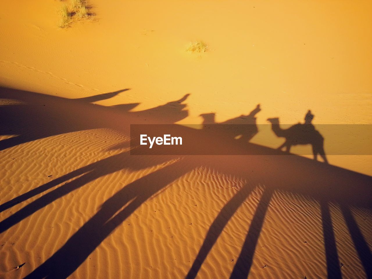 Shadow of people on camels on sand at desert