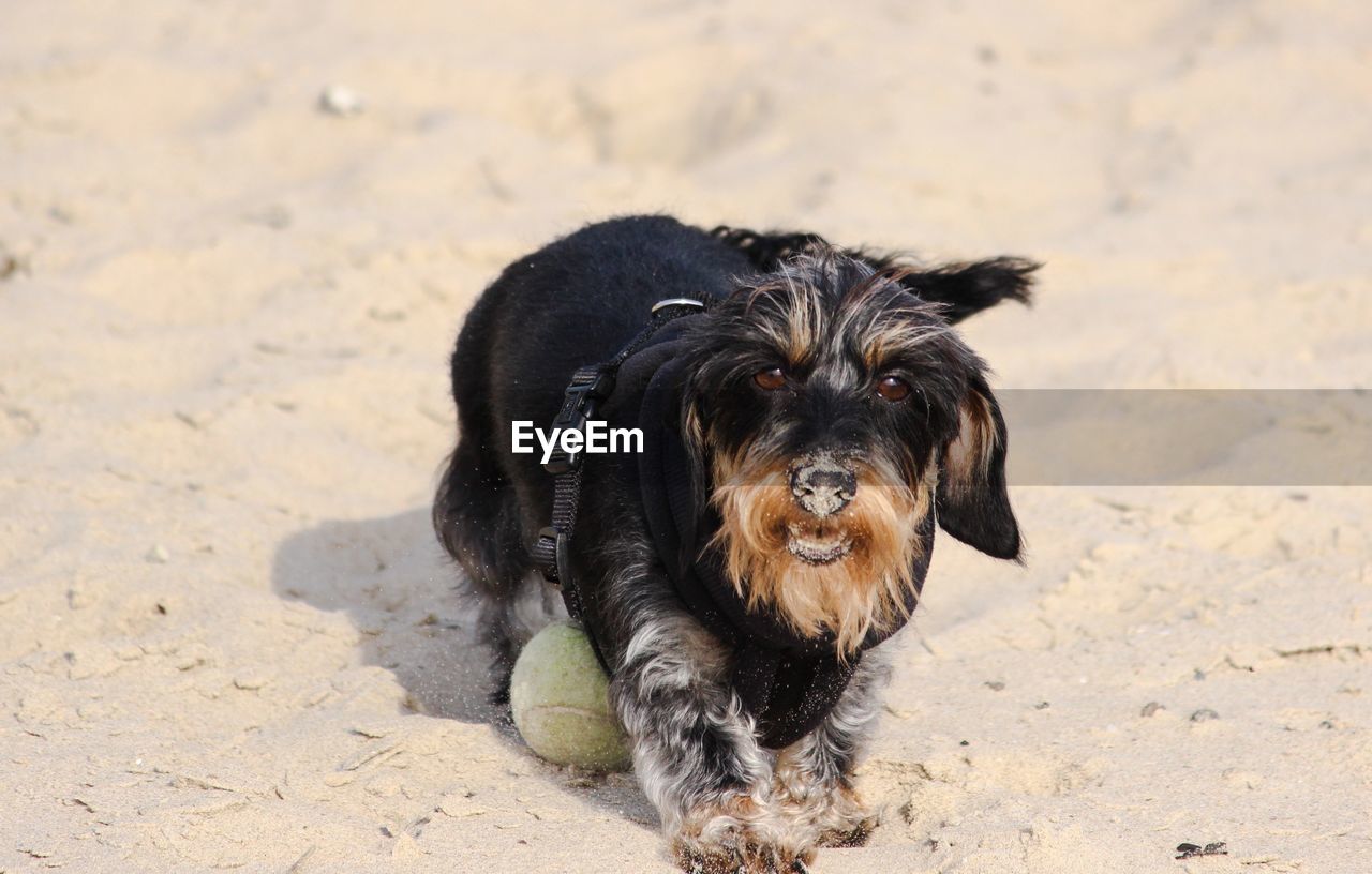 Portrait of dog at sandy beach