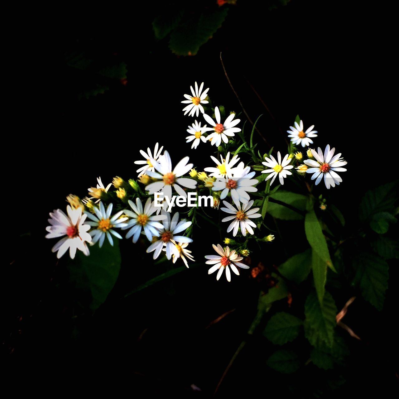 HIGH ANGLE VIEW OF WHITE FLOWERING PLANT AGAINST BLACK BACKGROUND