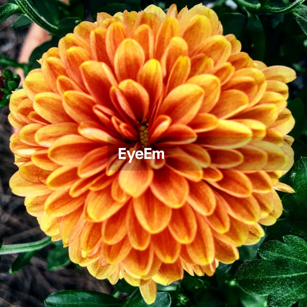 CLOSE-UP OF ORANGE FLOWER BLOOMING