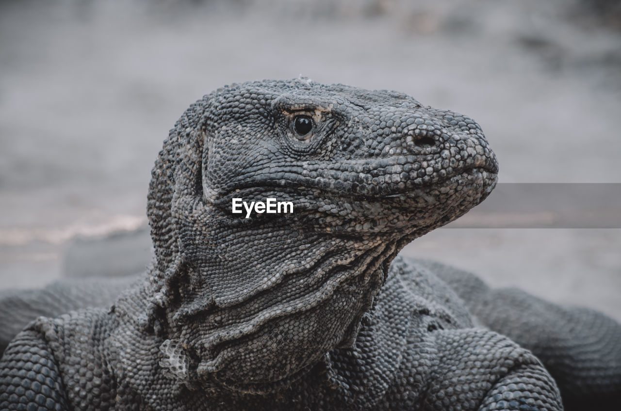 Portrait of komodo dragon, the biggest lizard in the world. monitor lizard, varanus.