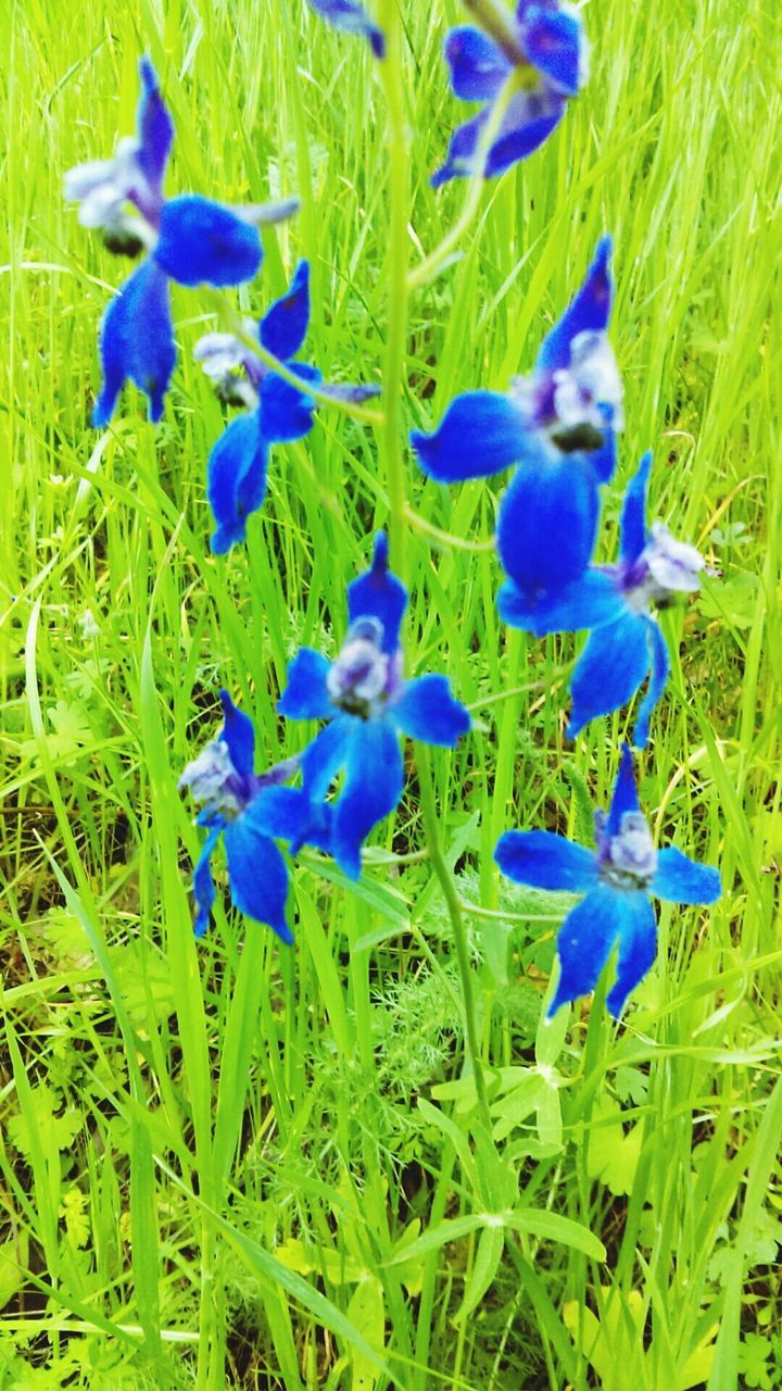 CLOSE-UP OF PURPLE FLOWERS ON FIELD