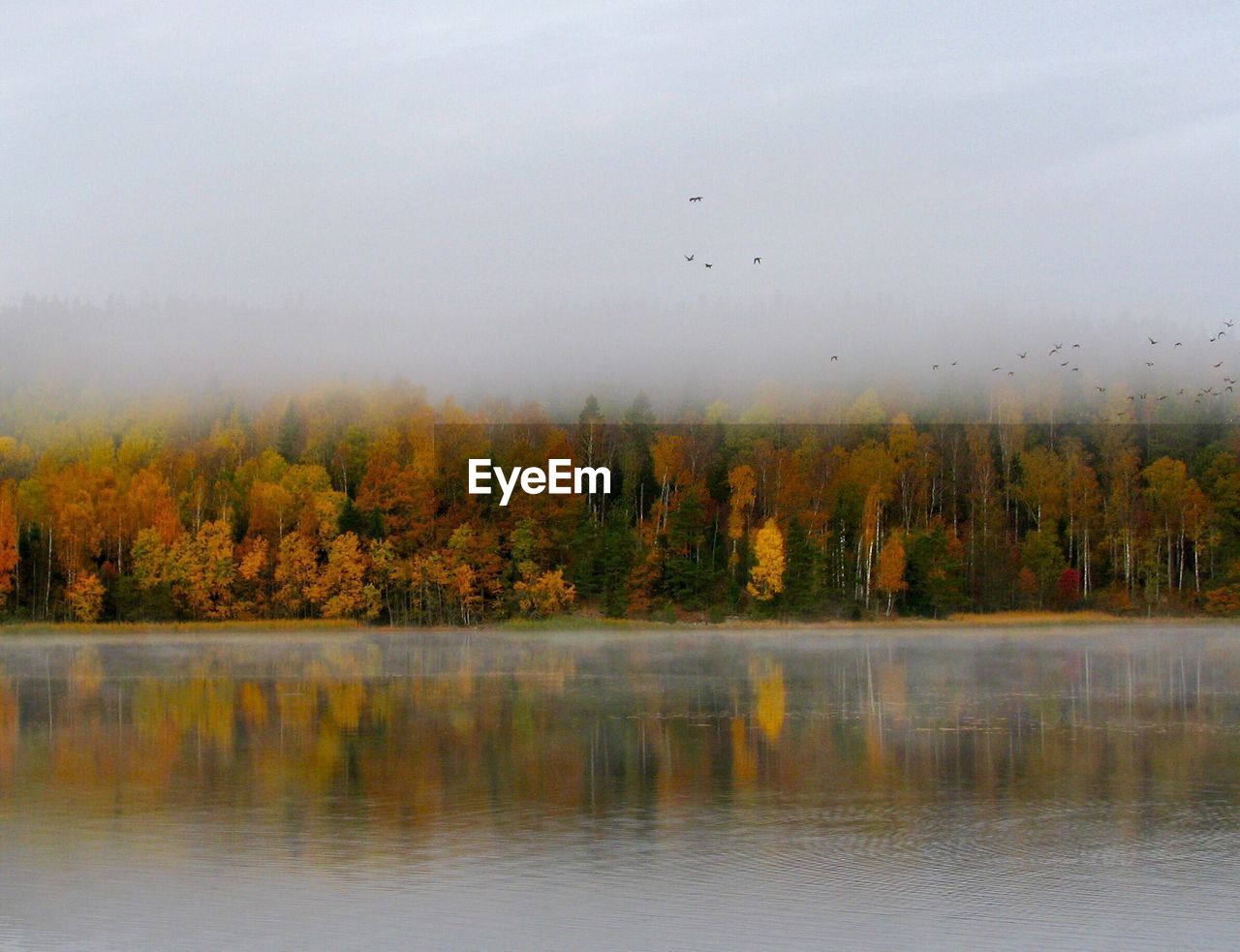 Scenic view of lake by forest against sky during foggy weather
