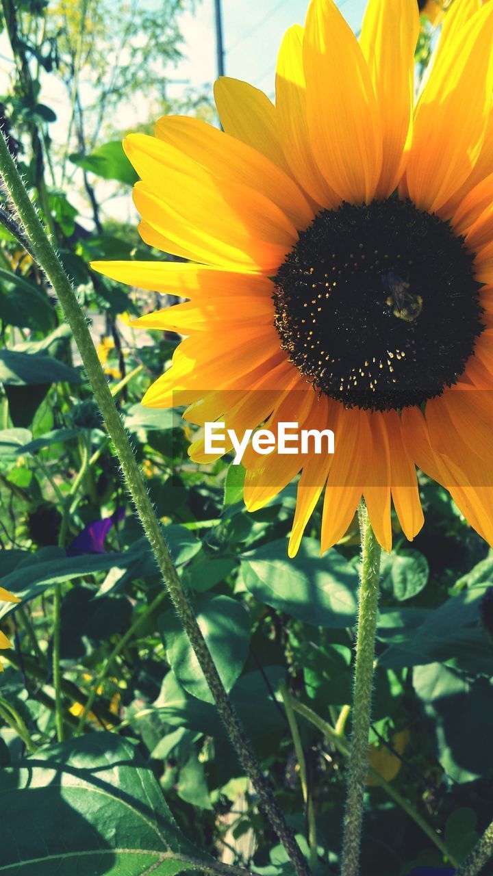 CLOSE-UP OF SUNFLOWERS