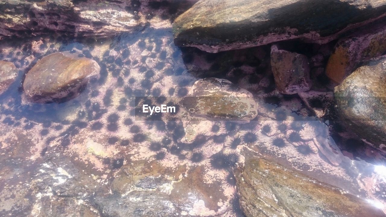 CLOSE-UP OF TURTLE ON ROCK