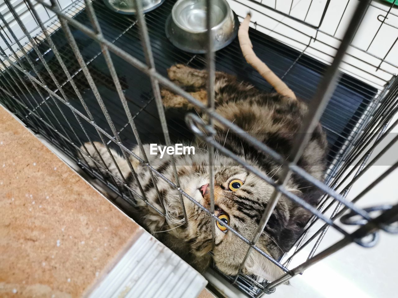 HIGH ANGLE PORTRAIT OF CAT IN CAGE