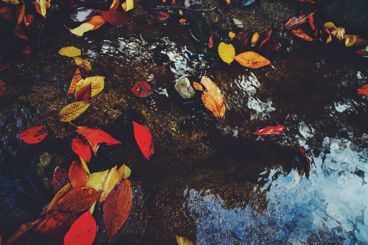 High angle view of fallen autumn leaves on stream