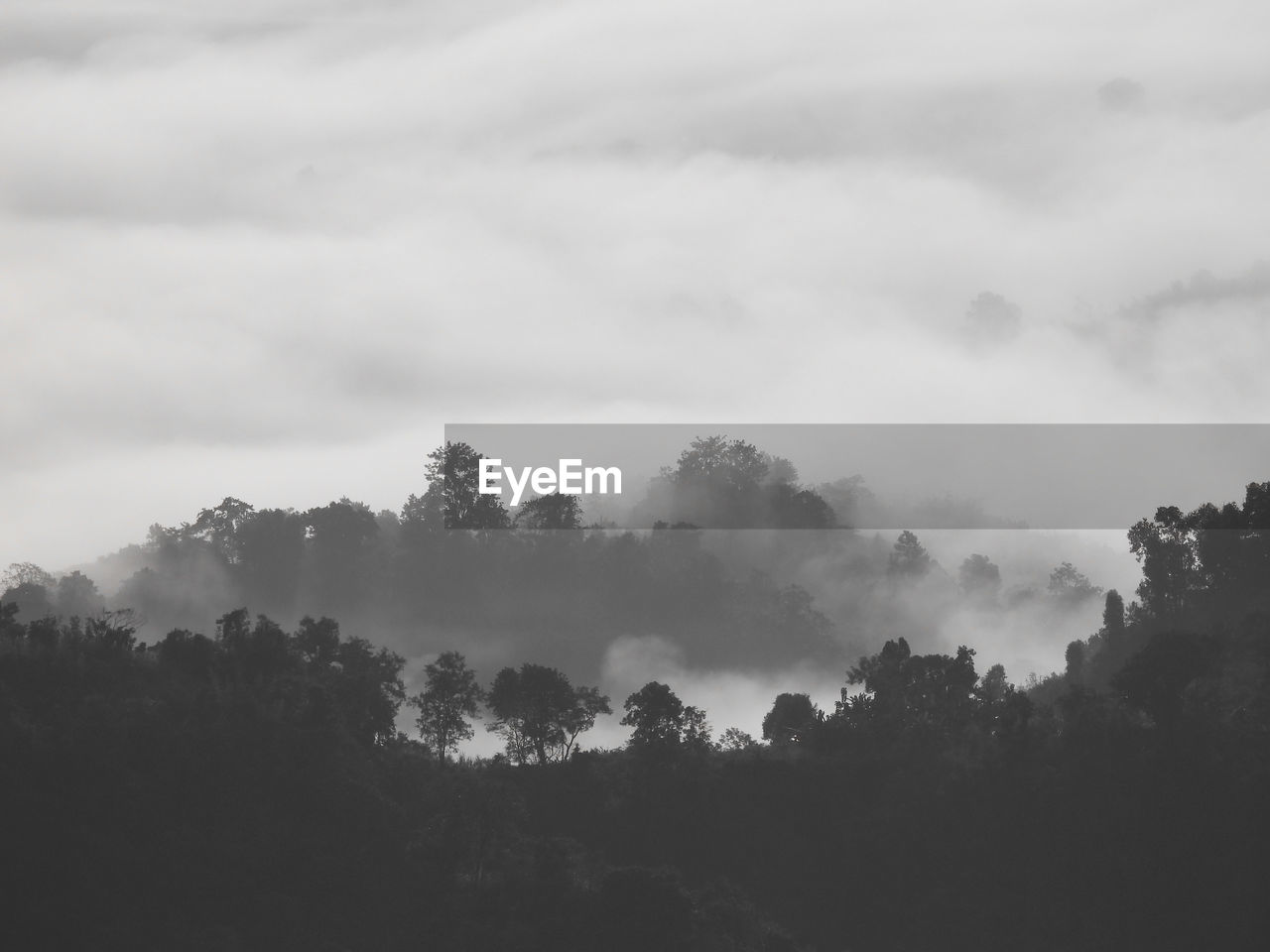 tree, fog, environment, cloud, sky, plant, black and white, landscape, beauty in nature, scenics - nature, nature, mist, forest, tranquility, monochrome, land, no people, mountain, monochrome photography, tranquil scene, outdoors, morning, non-urban scene, horizon, silhouette, travel, idyllic, darkness, atmospheric mood, pinaceae, haze, cloudscape