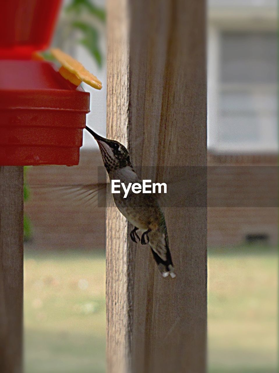 CLOSE-UP OF BIRD PERCHING ON WOOD