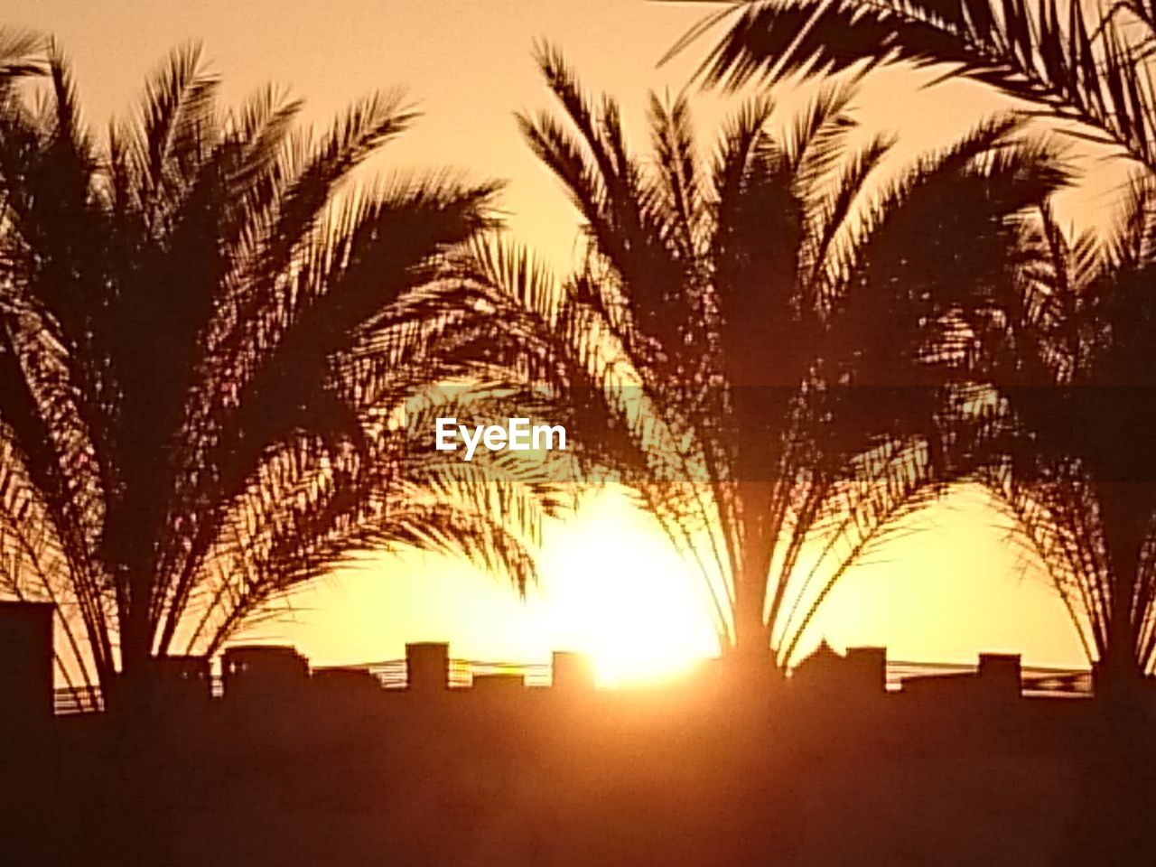 SILHOUETTE OF TREES DURING SUNSET